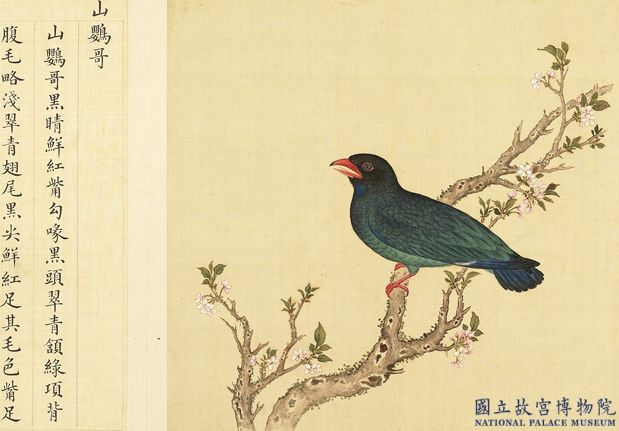 Manual of Birds-China Archive
